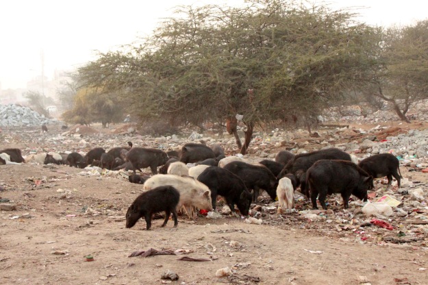 20150115-slum-pigs-filth-venus-upadhayaya